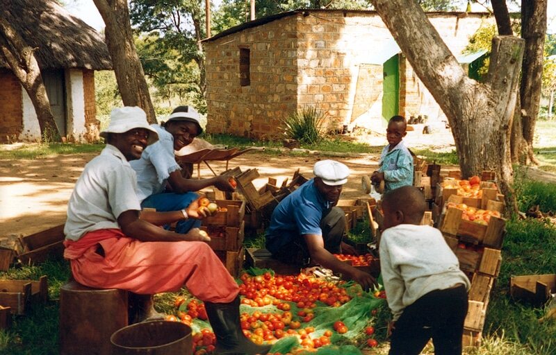 A group of people harvesting tomatoes